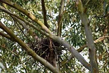 nest in the tree