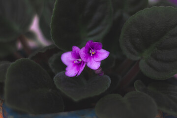 Small, purple violet flowers on a background of dark green leaves. Houseplant
