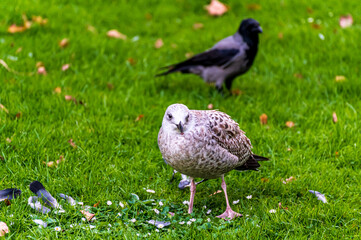 A Seagull chick in green grass after hunting. Animal wildlife.
