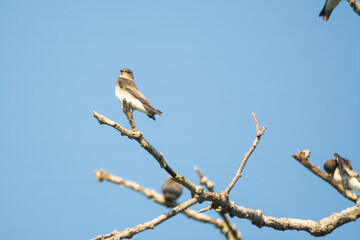 Golondrina Alas Aserradas
