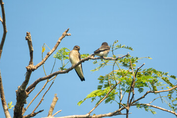 Golondrina Alas Aserradas