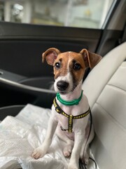 jack russell terrier