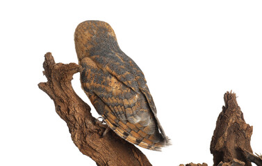 Beautiful common barn owl on tree against white background, back view