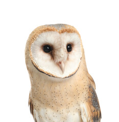 Beautiful common barn owl on white background