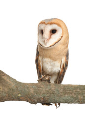 Beautiful common barn owl on twig against white background