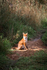 Naklejka na ściany i meble Beautiful young red Fox in the wild.