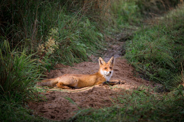 Beautiful young red Fox in the wild.