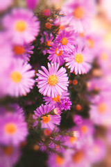 Obraz premium pink flowers. Macro flowers.