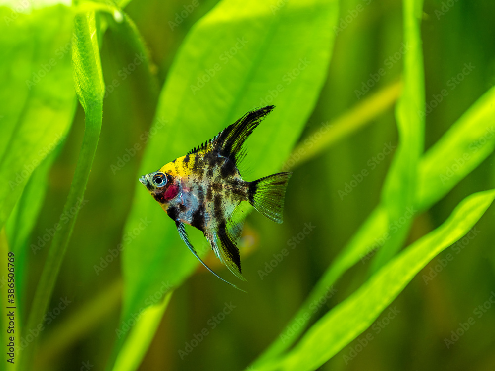 Poster Angel Fish Koi Panda Yellow Head in tank fish with blurred background (Pterophyllum scalare) - Posters