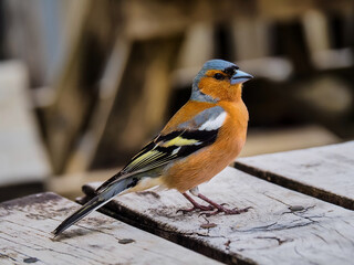 Colorful bird standing on the bench © Rafa