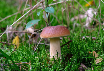 Cep in the forest