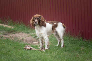 american cocker spaniel