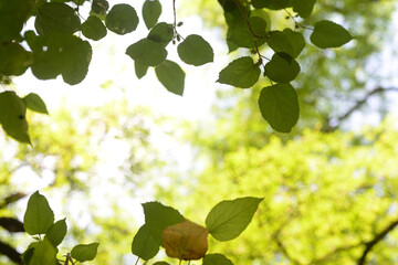 Mulberry tree forehead

