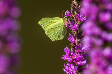 Common brimstone (Gonepteryx rhamni)