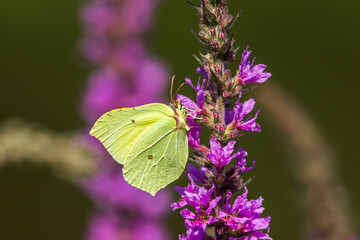 Common brimstone (Gonepteryx rhamni)