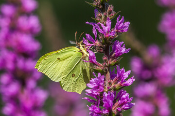 Common brimstone (Gonepteryx rhamni)