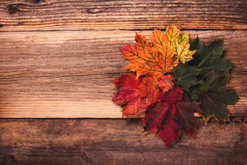 Obraz premium Colorful autumn leaves over a textured vintage rustic wooden background with copy space