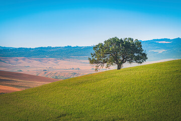 Fototapeta na wymiar Beautiful Tuscany landscape with trees and blue sky in the morning