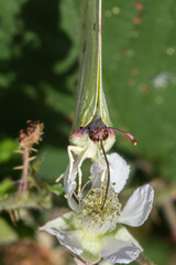 Common brimstone (Gonepteryx rhamni)