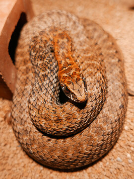 closeup of a head/eye of a snake, Malpolon monspessulanus, montpellier snake

