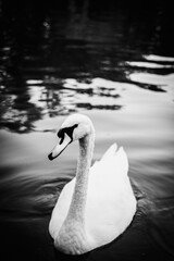 Close up portrait of a swan in the lake.
Mute swan, black and white photo of the large white bird. Bird swim in the water. Diffused black background.