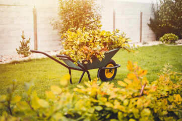 Final garden work of autumn. Green wheelbarrow in the garden. Garden wheelbarrow full of dry leafs...