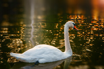 White swan swims in the lake at sunset