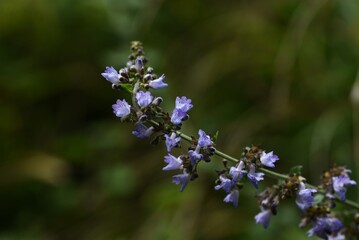 Isodon inflexus flowers / Lamiaceae perennnial plant