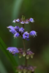 Isodon inflexus flowers / Lamiaceae perennnial plant