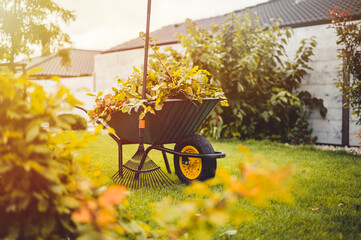 Final garden work of autumn. Green wheelbarrow in the garden. Garden wheelbarrow full of dry leafs and branches. Autumn garden theme.