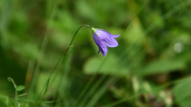 Close-up of a single purple bell-shaped wildflower with an out of focus dark green background.  The flower is moving slowly in the wind.
