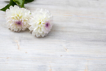 Fototapeta na wymiar Two white dahlias on a gray backdrop