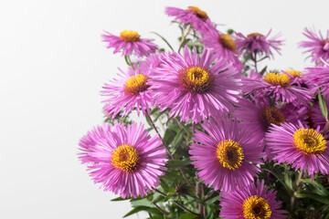 Fototapeta premium Lilac asters isolated on white and gray background
