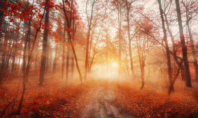 Fototapeta premium Autumn foggy forest at early morning dawn. Landscape of footpath in dreamy misty forest with sun rays. Autumn colors.