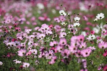 逆光で撮影したコスモス