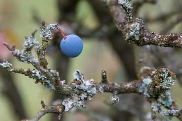 Winter berry among bare branches