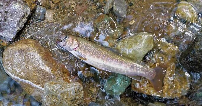 跳ねる岩魚