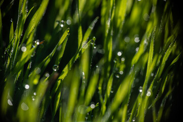 Nice morning dew on green grass close up macro photography nature