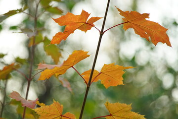 Orange maple leaves on a tree branch in the autumn forest