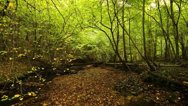 Forest creek low in water and covered by fallen orange leaves. Camera forward smooth pan movement. Wilderness landscape picture in autumn time. 