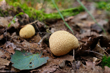 Warted puffball