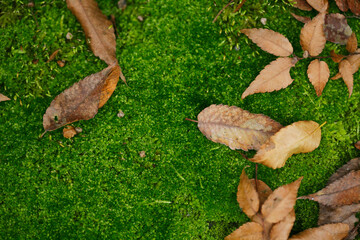 苔と落ち葉