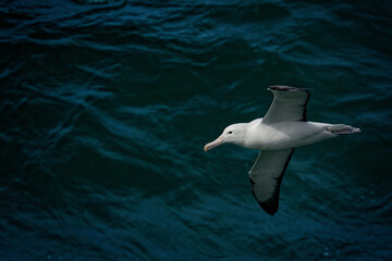 Diomedea sanfordi - Northern Royal Albatross big white bird flying above the blue sea and hunting fish and food in New Zealand near Otago peninsula, South Island