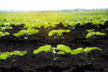 A field of young sunflower sprouts in the morning sun. Agricultural crop sunflower grows in rows in the field.