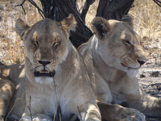 two lions under a bush