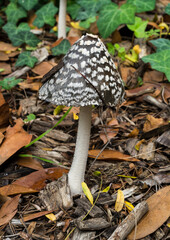 The  Magpie Inkcap fungus or Coprinopsis picacea, found in a shady but damp October woodland in France.

