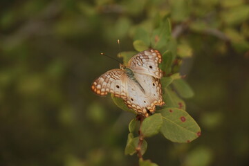 Speckled butterfly perched on green leaves