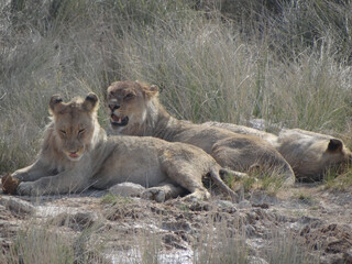 Obraz na płótnie Canvas Photo of a group of lions