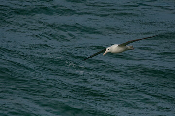 Diomedea sanfordi - Northern Royal Albatross big white bird flying above the blue sea and hunting fish and food in New Zealand near Otago peninsula, South Island