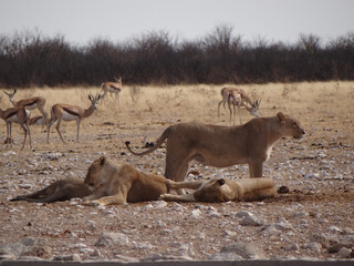 Photo of a group of lions
